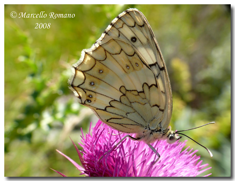 Insetti dalla Croazia: 4. Melanargia larissa (Satyrinae)